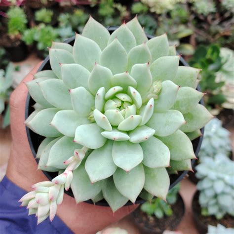 Echeveria Plants For Sale Page 8 Of 9 Kaktus Id Source Quality