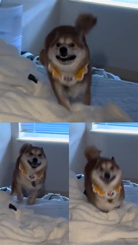 Meme shiba inu : r/shiba