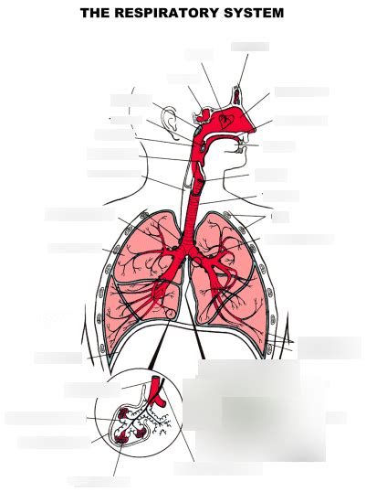 Anatomy Final Exam Respiratory Portion Diagram Quizlet