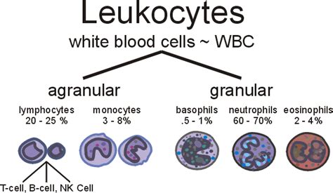 What is role of white blood cells in the blood? | Socratic