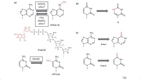 N6 Methyl Adenosine Modification In Messenger And Long Non Coding Rna