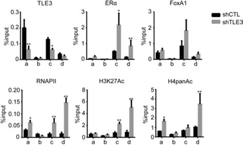 Tle Hinders The Recruitment Of Er Foxa And Rnapii And Reduces The