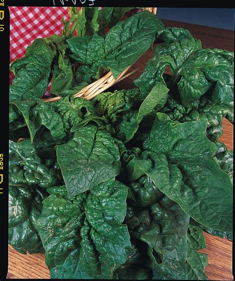 Spinach Giant Winter Kings Seeds Direct