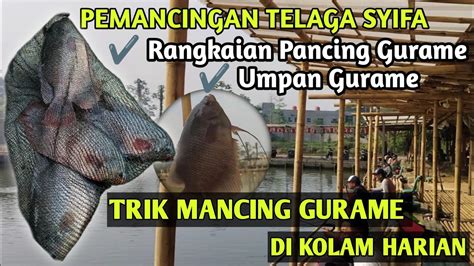 Trik Mancing Ikan Gurame Di Kolam Umpan Gurame Paling Jitu