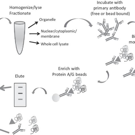 Flowchart Of Sample Preparation Steps For Immunoaffi Nity Purifi