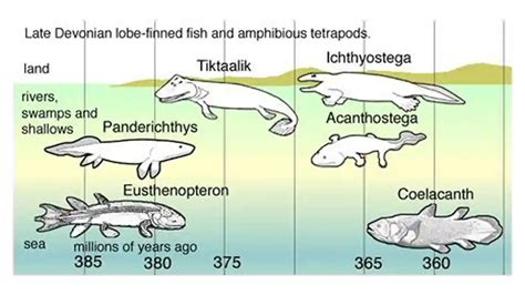 Story of Fish Evolution: How Fish Came to Earth?