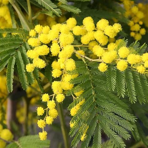 Amazon Chuxay Garden Seeds Acacia Dealbata Silver Wattle Blue