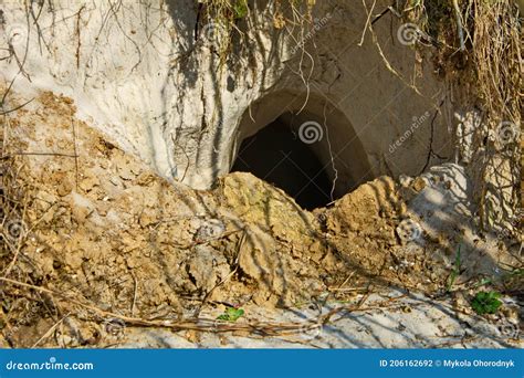empty fox hole den   forest stock photo image  built cute