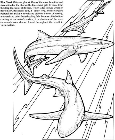 Hungry Shark World Coloring Pages Coloring Pages