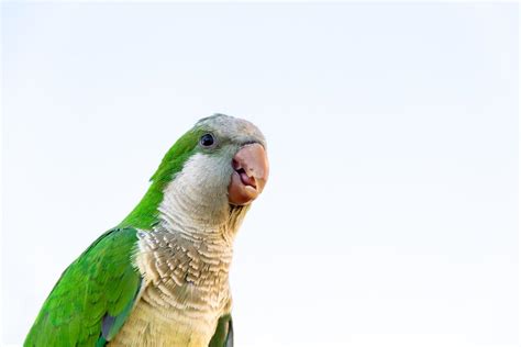 parrot portrait of green and blue feathers white background 18730477 ...