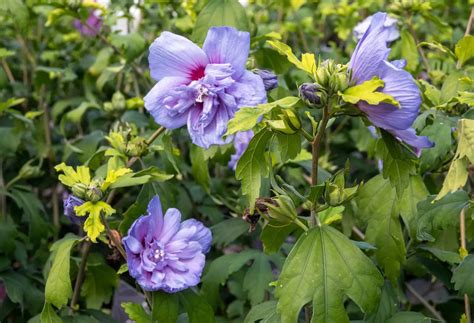 Healthy, Happy, and Beautiful: Rose of Sharon Care 101