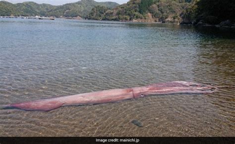 Viral Video Ultra Rare 10 Foot Giant Squid Washes Ashore In Japan