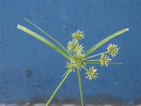 Nutsedge Control In Landscape Walter Reeves The Georgia Gardener