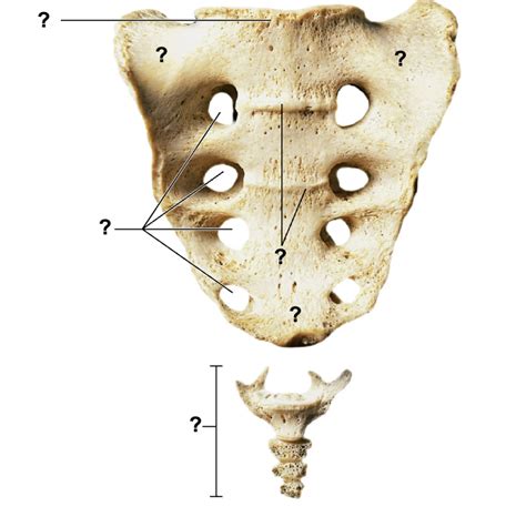 Sacrum And Coccyx Anterior View Diagram Quizlet