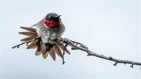 Birds Native To Kansas - The Birding Series Continue