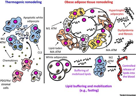 Innate Immune Control Of Adipose Tissue Homeostasis Trends In Immunology