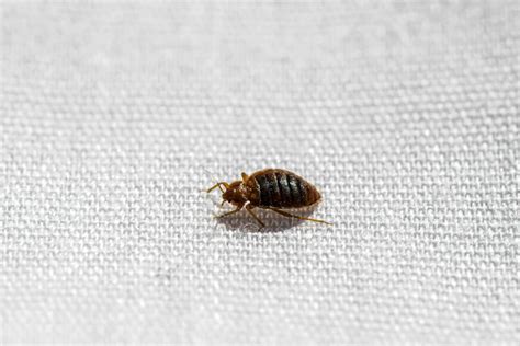 Small Bugs in Bathroom: Identification, Prevention, and Control