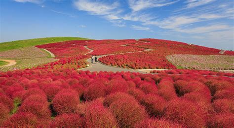 Hitachi Seaside Park - Japan’s Most Spectacular Views in Autumn | hisgo.com