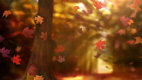 Fall Woods 20 | Motion Video Background