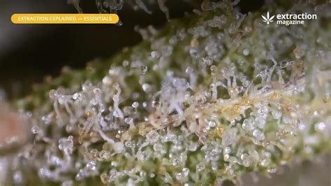 Trichome - Extraction Magazine