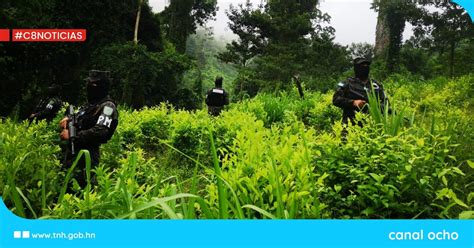 Ff Aa Aseguran Plantaci N De Manzanas Con Arbustos De Coca En Patuca