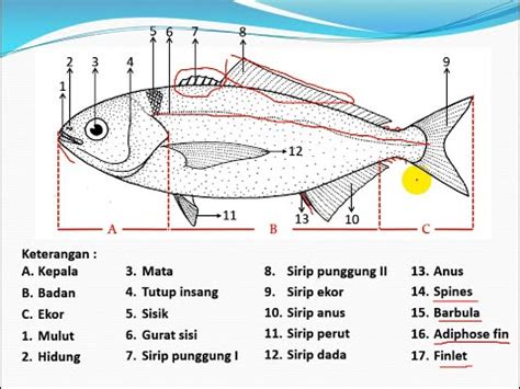 Morfologi Ikan Part Bentuk Tubuh Bentuk Mulut Dan Ekor Ikan Youtube