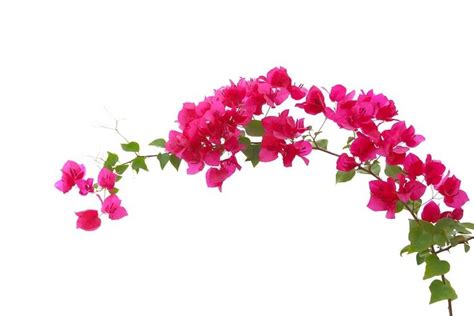 Premium Photo Bougainvilleas Isolated On White Background Save With