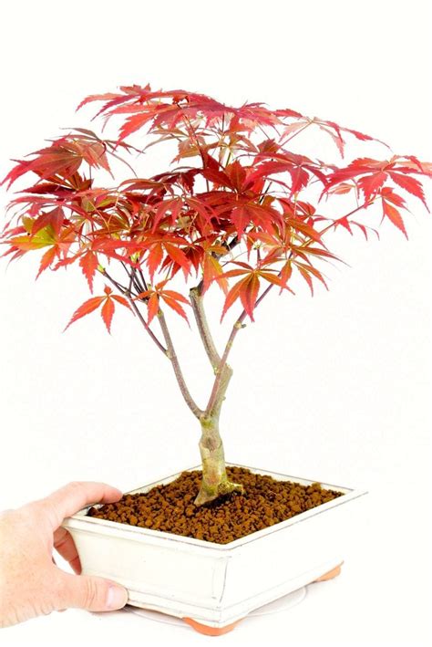 Beautiful Red Maple bonsai with character trunk