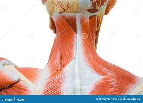 Anatomia Humana Do Músculo Do Pescoço Imagem de Stock Imagem de