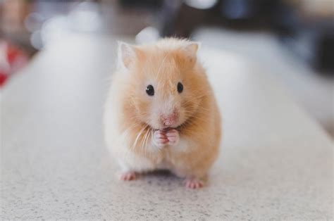 Golden hamster. Original public domain | Free Photo - rawpixel