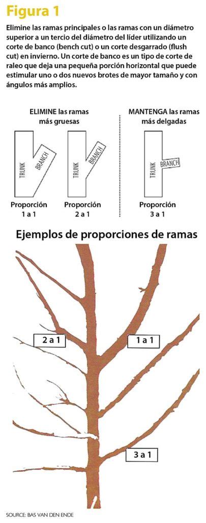 Diez reglas de la poda Good Fruit Grower en Español