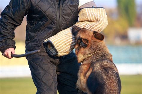 Training a guard dog stock photo. Image of ginger, person - 167124728