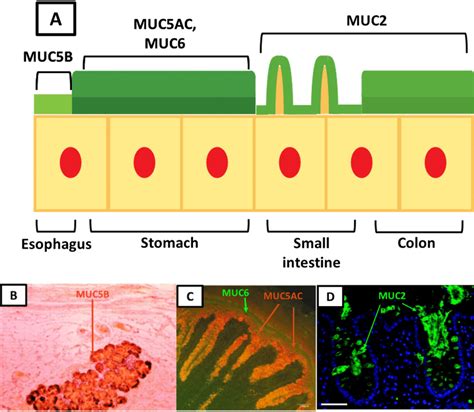 Schematic Of The Mucus Layers In The Gi Tract As A Whole A As Well