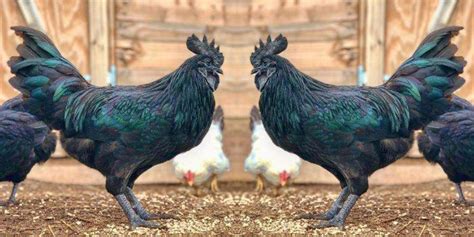jenis ayam  dunia  unik arenahewancom