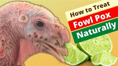 How to Treat Fowl Pox in Chickens & Turkey Naturally with Lime (Made ...