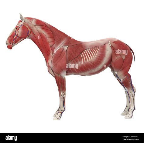 Horse Anatomy Hi Res Stock Photography And Images Alamy