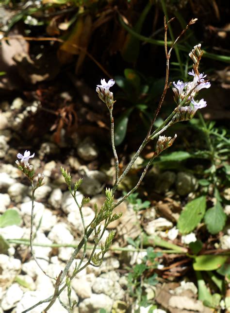 Limonium Glomeratum Tausch Erben Portale Della Flora D Italia