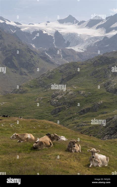 Cattle Grazing In High Alpine Pastures On The Gavia Pass Passo Di