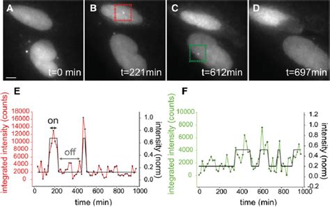 Transcriptional Bursting Visualized With Direct Measurement Of Nascent