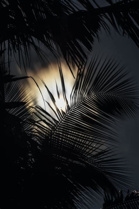 Silhouette of Palm Tree Leaves · Free Stock Photo