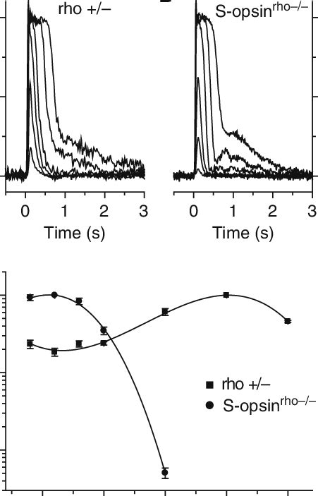 Functional Expression Of Mouse Cone S Opsin In Mouse Rods A