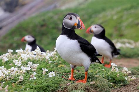 Puffins In Iceland Best Time And Places To Watch Them Always Around