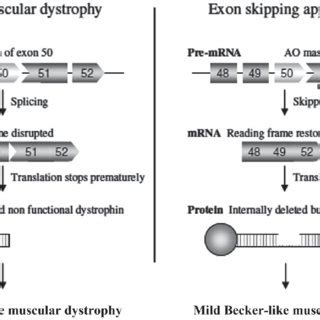 Figure. Figure of exon skipping gene therapy arranged from that ...