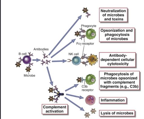 L18 Immuno Effector Mechanisms Of Humoral Immunity Flashcards Quizlet