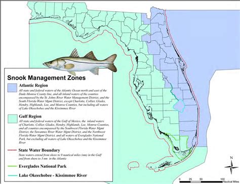 Snook Season In Gulf Waters And Florida Keys