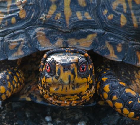 Male Box Turtle A Close Up Of A Male Eastern Box Turtle T Flickr