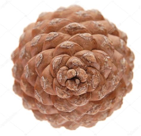 Pinus pinea (stone pine) cone, isolated, top view — Stock Photo ...