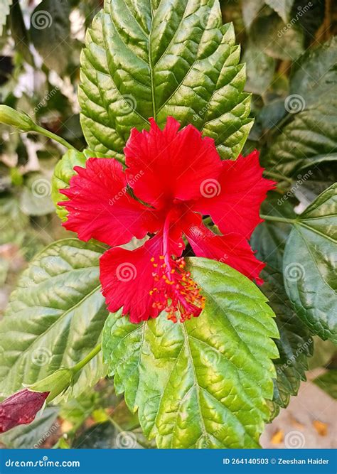 Red Coloured China Rose Scientific Name Hibiscus Rosa Sinensis Stock