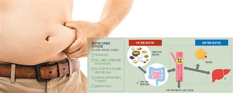 중년층 뱃살 중성지방이 원인 腸에 쌓이기 전 흡수 막아야