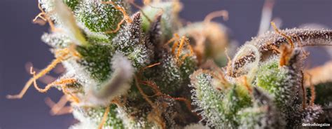 Sour Kush Strain Review And Growing Guide Aka Sour Og Kush